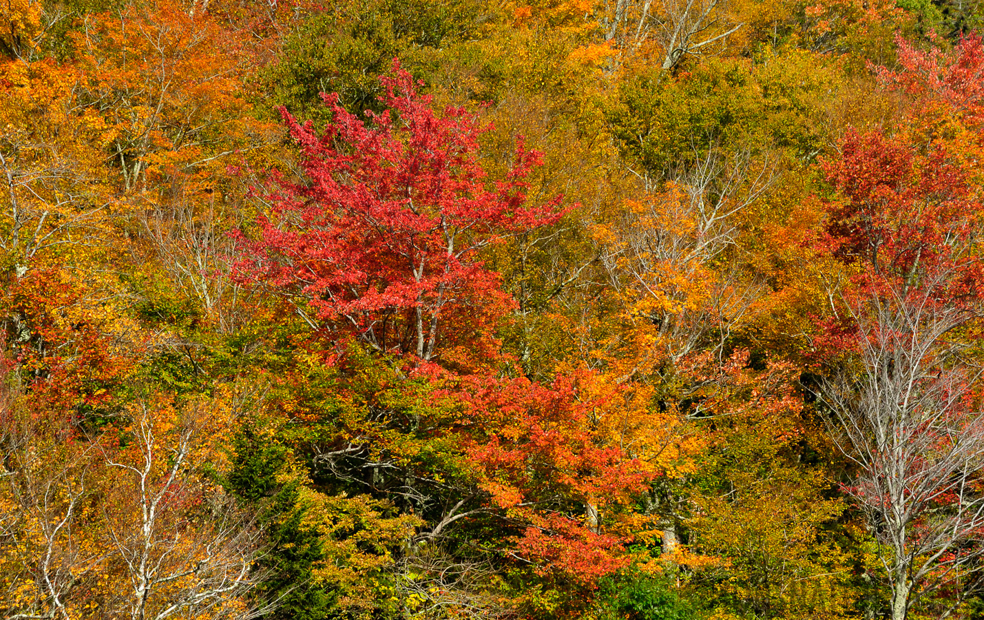 Hike up Mt. Cabot [230 mm, 1/80 sec at f / 16, ISO 400]